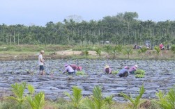 琼海收入（琼海收入如何?）