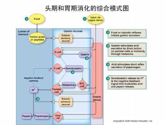 消化内收入（消化吸收投入强度）-图1