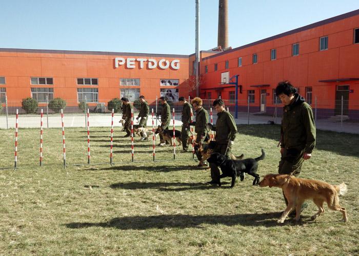 上海训犬师收入（上海训犬师培训学费大概要多少钱）-图2