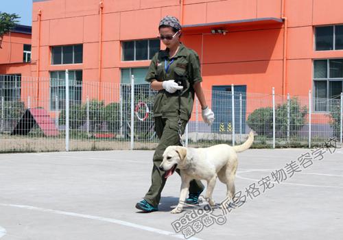 上海训犬师收入（上海训犬师培训学费大概要多少钱）-图3