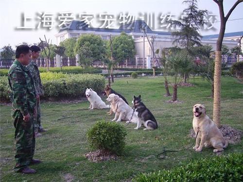 上海训犬师收入（上海训犬师培训学费大概要多少钱）-图1