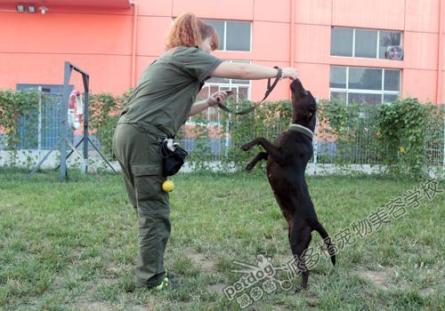 北京训犬师收入（北京训犬师收入多少）-图2