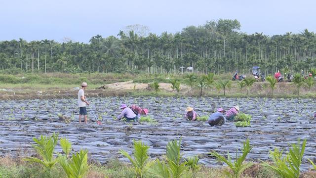 琼海收入（琼海收入如何?）-图1