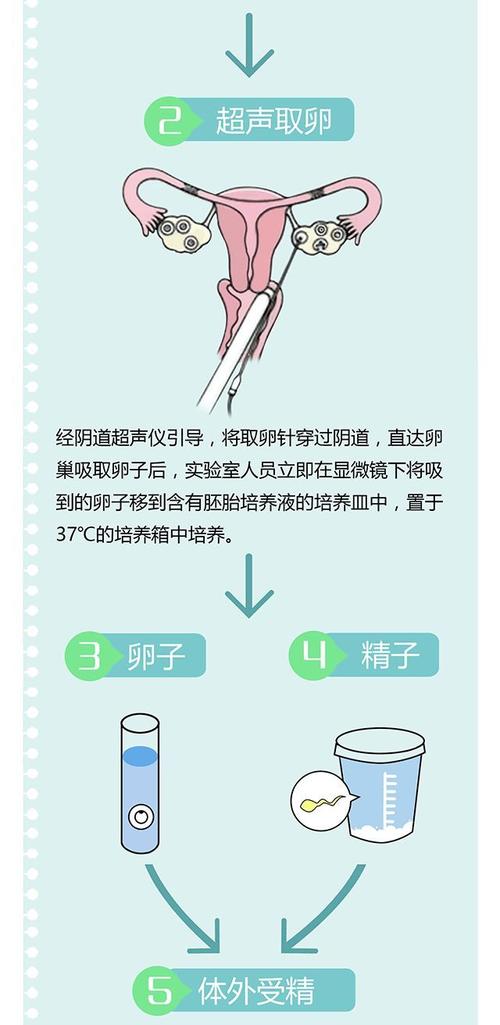 胚胎师的收入（胚胎师 工作流程）-图3