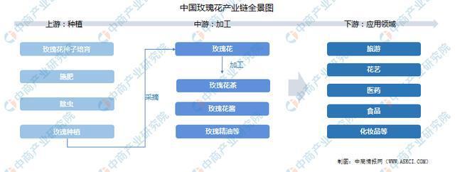 玫瑰产业带动收入（玫瑰花产业的效益分析）-图2